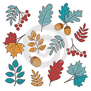 Set of autumn leaves and berries. Isolated on white. Simple cartoon style