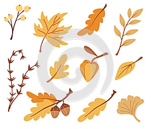 Set of autumn leaves branches and berries. Nature floral symbol collection. Oak, maple , birch, physalis. Perfect for seasonal