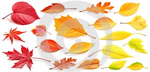 Set of autumn leaves of different colors isolated on white. Realistic generative AI illustrations