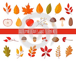 Set of autumn leaves and elements. Simple cartoon flat style.
