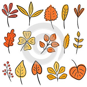 Set of autumn leaves hand drawing. Vector