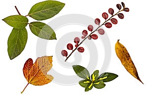 Set of autumn leaves on isolated background