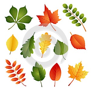 Set of Autumn Leaves Isolated on White Background