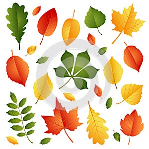 Set of Autumn Leaves Isolated on White Background