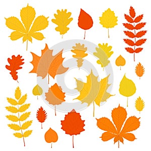 Set of autumn leaves isolated on a white background. Vector flat style illustration with autumn design elements