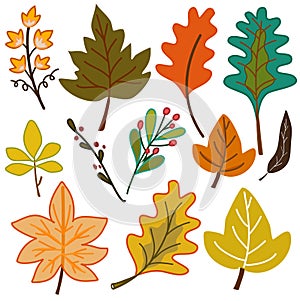 Set of autumn leaves with many different leaf hand drawn vector