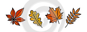 set of autumn leaves, orange and yellow oak, maple, chestnut, rowan leaf, set of fall decorative vector elements for