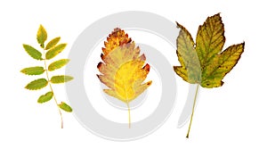 Set of autumn leaves (rowan, hawthorn, maple) isolated