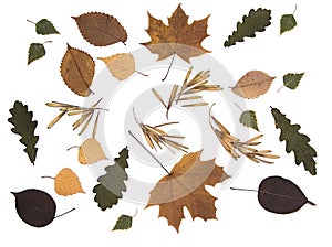 Set autumn leaves and seeds isolated