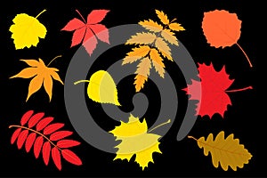 Set of autumn leaves. The vector illustration.