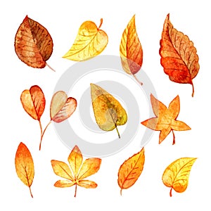 Set autumn leaves watercolor.