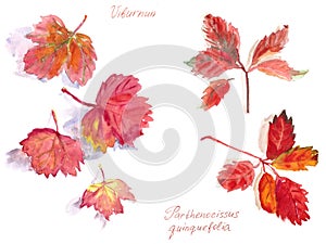 Set of autumn leaves, watercolor on a white background, Viburnum and Virginia creeper inscriptions in english and latin