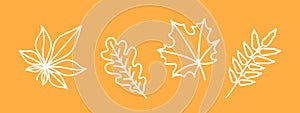 set of autumn leaves, white outline oak, maple, chestnut, rowan leaf, set of fall decorative drawing clip-art, doodle
