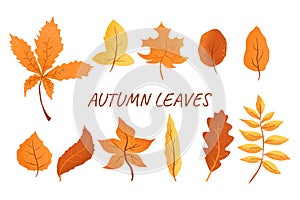 Set of autumn leaves. yellow, red, orange, brown leaves. Isolated on white background. Hand drawn vector autumn leaves.fallen dry