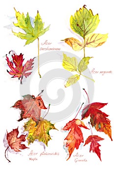 Set of autumn maple leaves Acer platanoides and Acer Ginnala, Acer negundo and Acer saccharinum ,watercolor drawing on a white