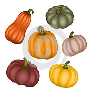 Set autumn pumpkins isolated on white background