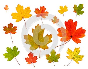 A set of autumn red, yellow, green maple leaves