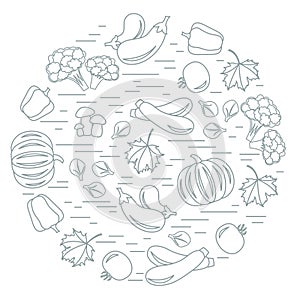 Set of autumn seasonal vegetables in circle. Tomato, pepper, zucchini and other fall vegetables for