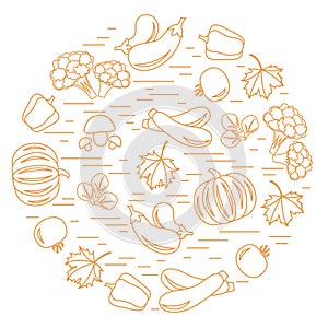 Set of autumn seasonal vegetables in circle. Tomato, pepper, zucchini and other fall vegetables for