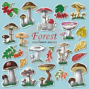 Set of autumn stickers with mushrooms and berries