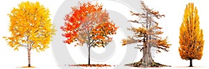 Set of autumn trees with yellow and fallen leaves isolated on a white or transparent background. Trees with yellow and