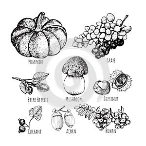 Set of autumnal fruits isolated on white background.