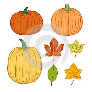 Set of autumnal pumpkins and leaves, vector sketch hand drawn illustration