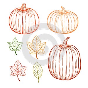 Set of autumnal pumpkins and leaves, vector sketch hand drawn illustration