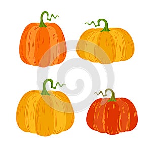 Set of autumnal pumpkins, vector illustration on white background