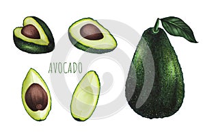 Set of avocado with leaf isolated on white background. Keto diet hand drawing. Organic food. Healthy eating concept