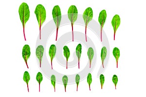 Set of baby green leaves isolated on white background. Arugula, spinach, beet, lettuce salad foliage flat lay. Collection of baby