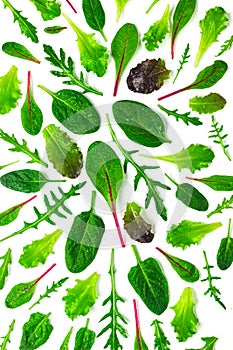 Set of baby green leaves isolated on white background. Arugula, spinach, beet, lettuce salad foliage flat lay. Collection of baby