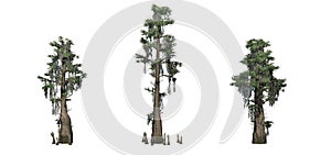 Set of Bald Cypress trees