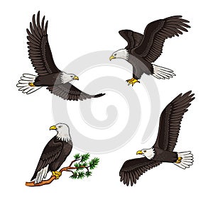 Set of bald eagles - vector illustration photo