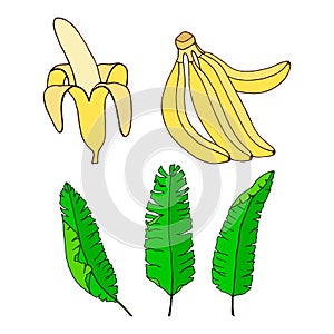 Set of banana branches and leaves, peeled banana. Vector stock illustration eps10. Isolate on white background