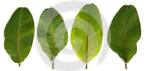 Set of Banana leaf isolate on white background