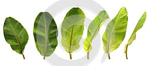 Set of Banana leaf isolate on white background for design