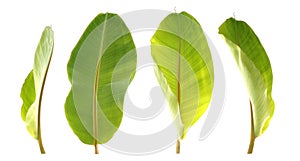 Set of Banana leaf isolate on white background for design
