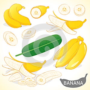 Set of banana in various styles vector format