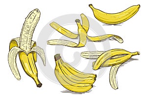 Set of bananas color hand drawn sketch vector