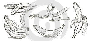 Set of bananas hand drawn sketch vector