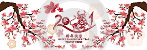 Set Banner Happy new year 2021 greeting card and chinese new year of the Ox, Cherry blossom background Chinese translation Happy photo