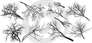 Set of bare branches trees. Silhouettes of autumn different branches trees. Vector illustration