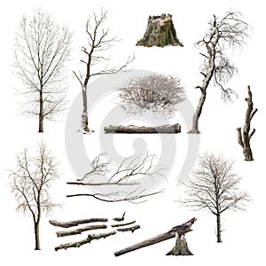 Set of bare trees and dead branches isolated on white background.