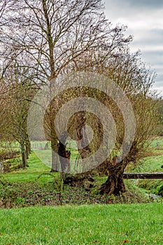 Set of bare trees surrounded by green grass next to an old wooden bridge over a small stream in the Dutch countryside