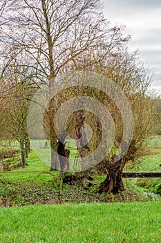 Set of bare trees surrounded by green grass next to an old wooden bridge over a small stream in the Dutch countryside