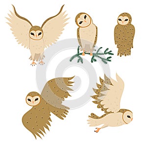 Set of barn Owls isolated on a white background. Vector graphics