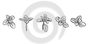 Set of Basil leaves isolated on a white background. Italian herbs.A sprig of marjoram or oregano. Hand drawn vector