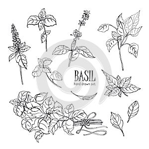 Set of basil plant. Contour hand drawn collection. Vector illustration.