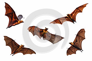 Set of Bat flying isolated on white background. `Lyle`s flying fox`